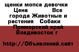 щенки мопса девочки › Цена ­ 25 000 - Все города Животные и растения » Собаки   . Приморский край,Владивосток г.